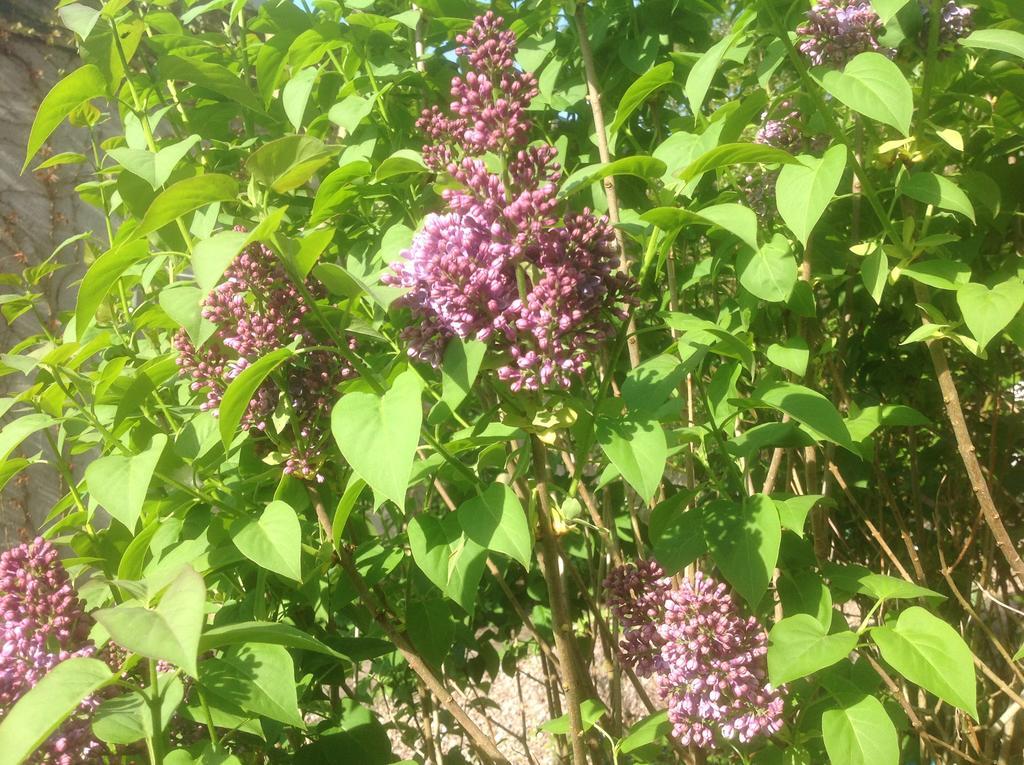 Au Fond du Jardin Maison d'hôtes Saint-Saëns Extérieur photo