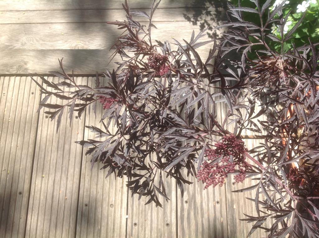 Au Fond du Jardin Maison d'hôtes Saint-Saëns Extérieur photo